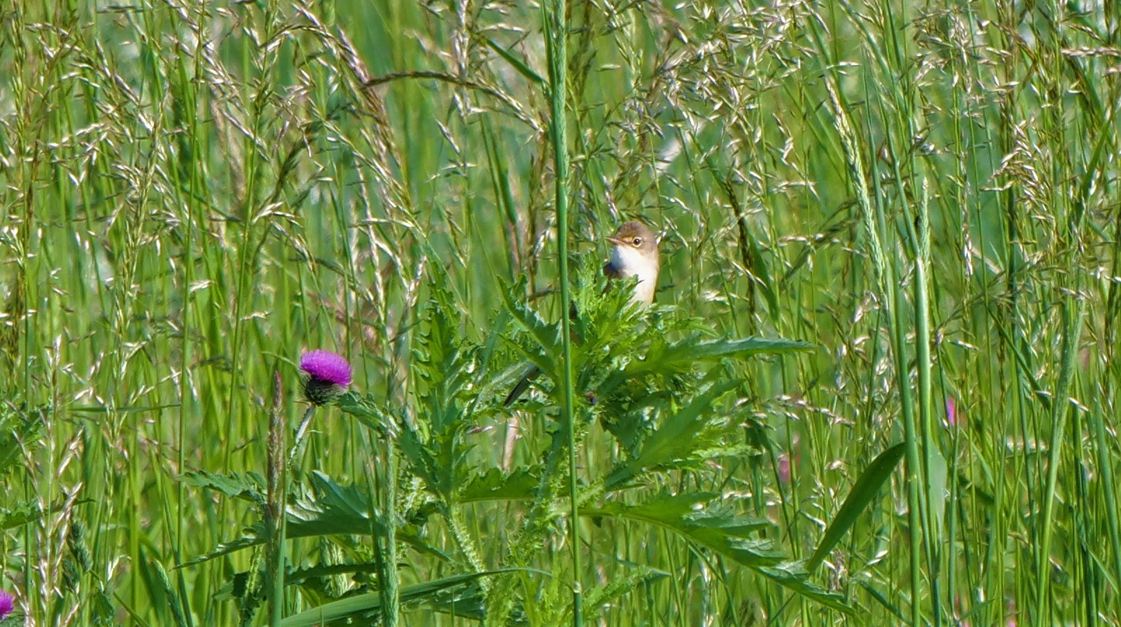 Suchbild - Teichrohrsänger