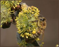 Suchbild Varroa