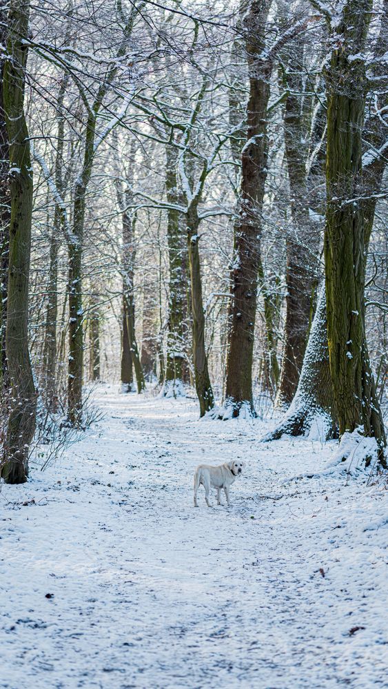 Suchbild - Weisser Hund auf weissem Grund