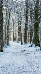 Suchbild - Weisser Hund auf weissem Grund