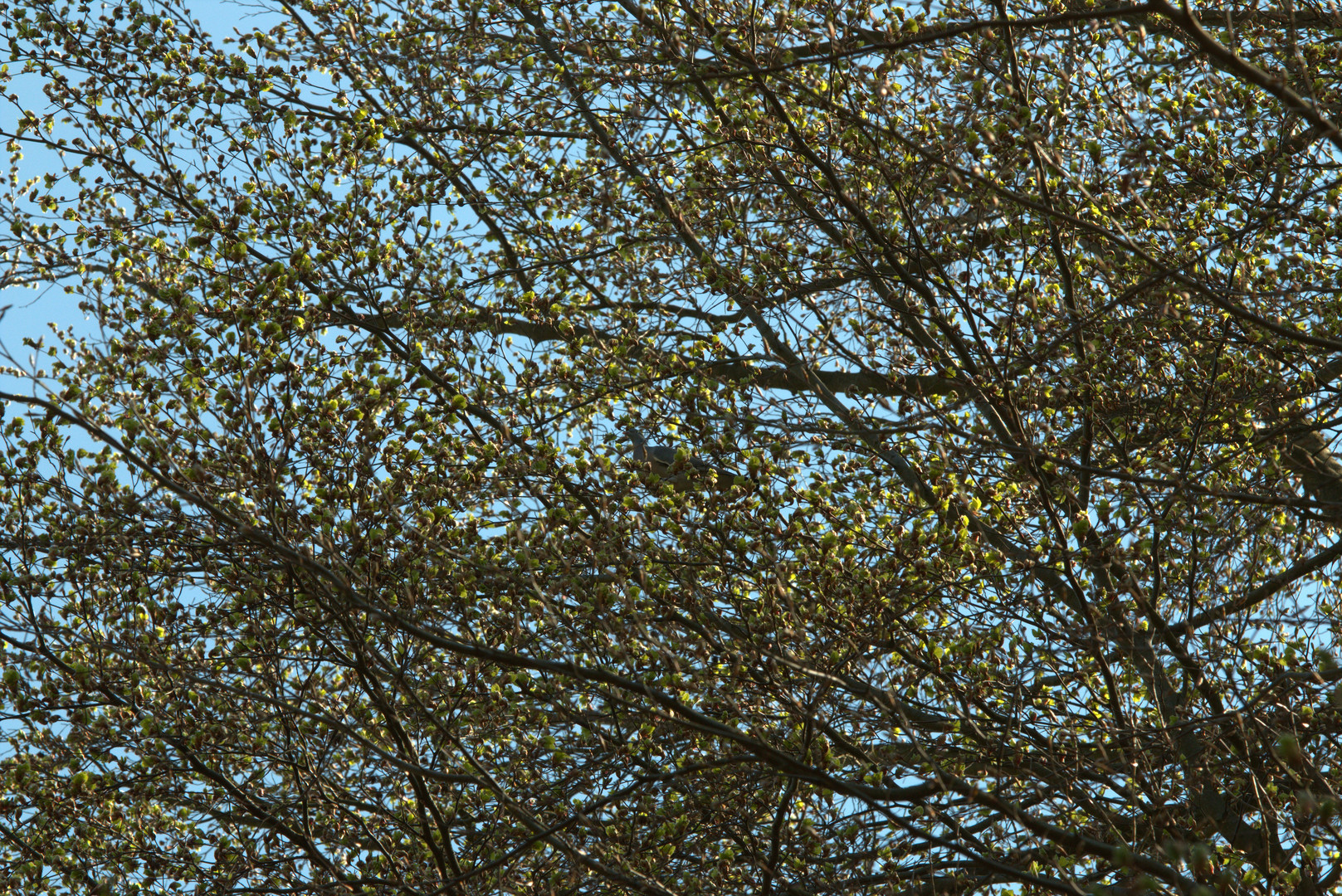 Suchbild-Welcher Vogel sitzt hier im Baum?