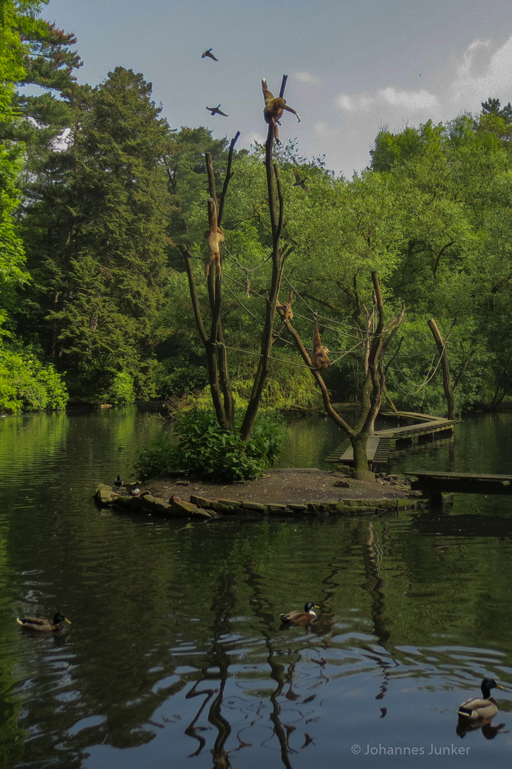 Suchbild wie viele Tiere sind auf dem Foto