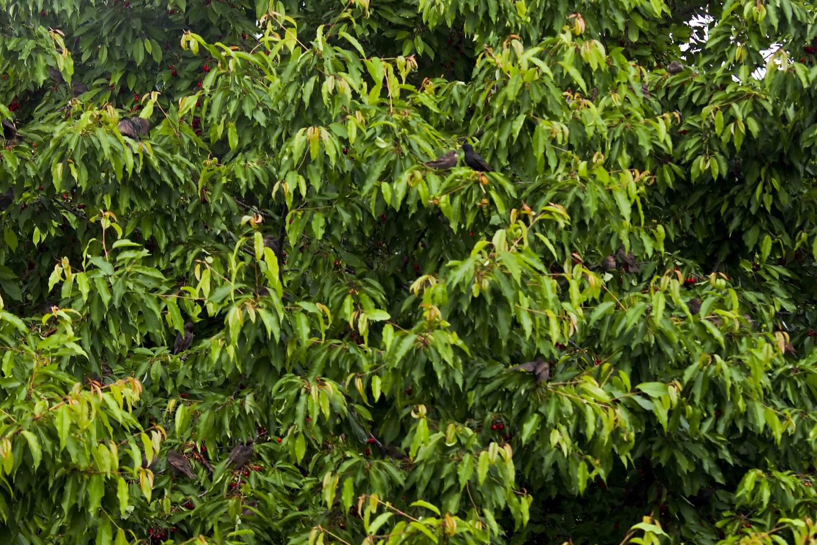 suchbild WIEVIEL VÖGEL SIND DAS