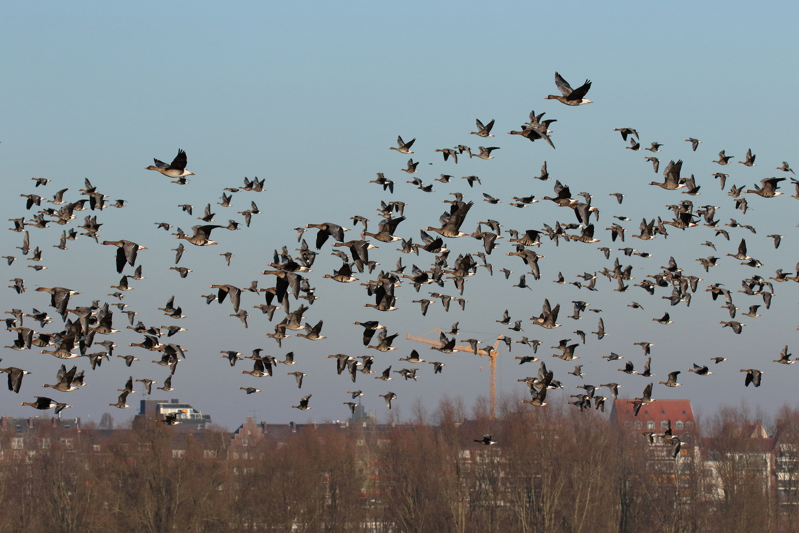 Suchbild Wildgänse