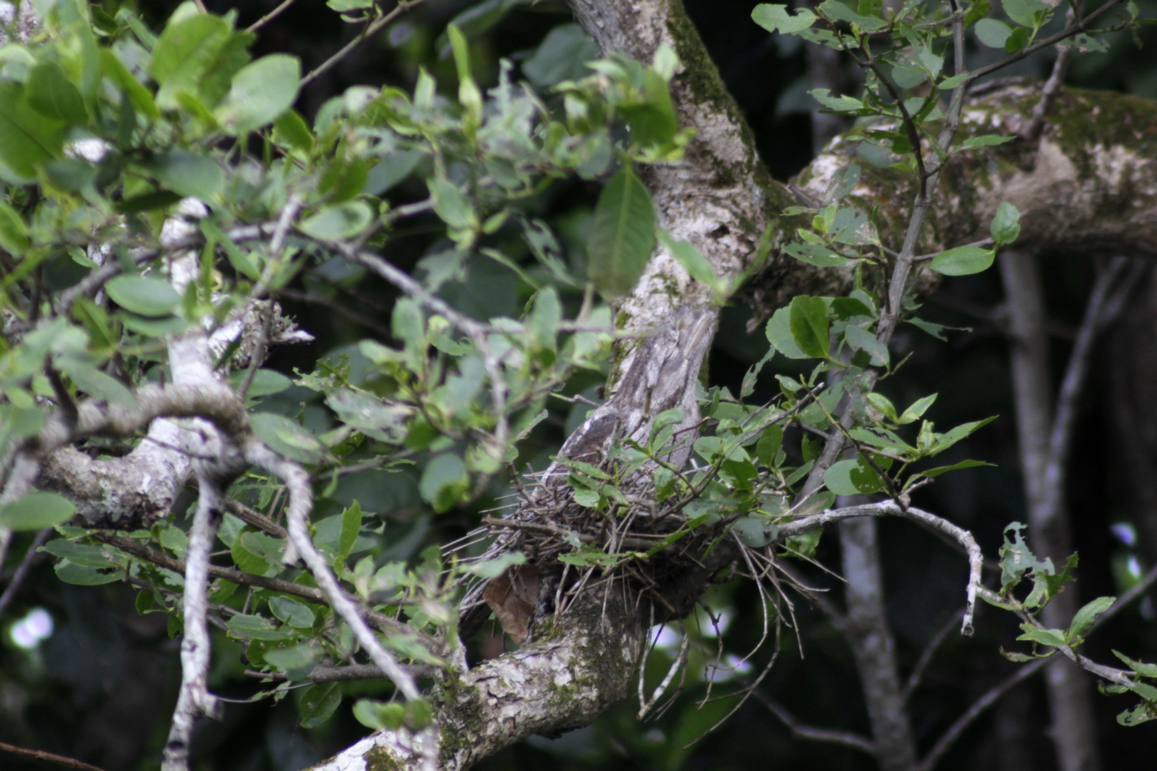 suchbild - wo hat sich der vogel versteckt?