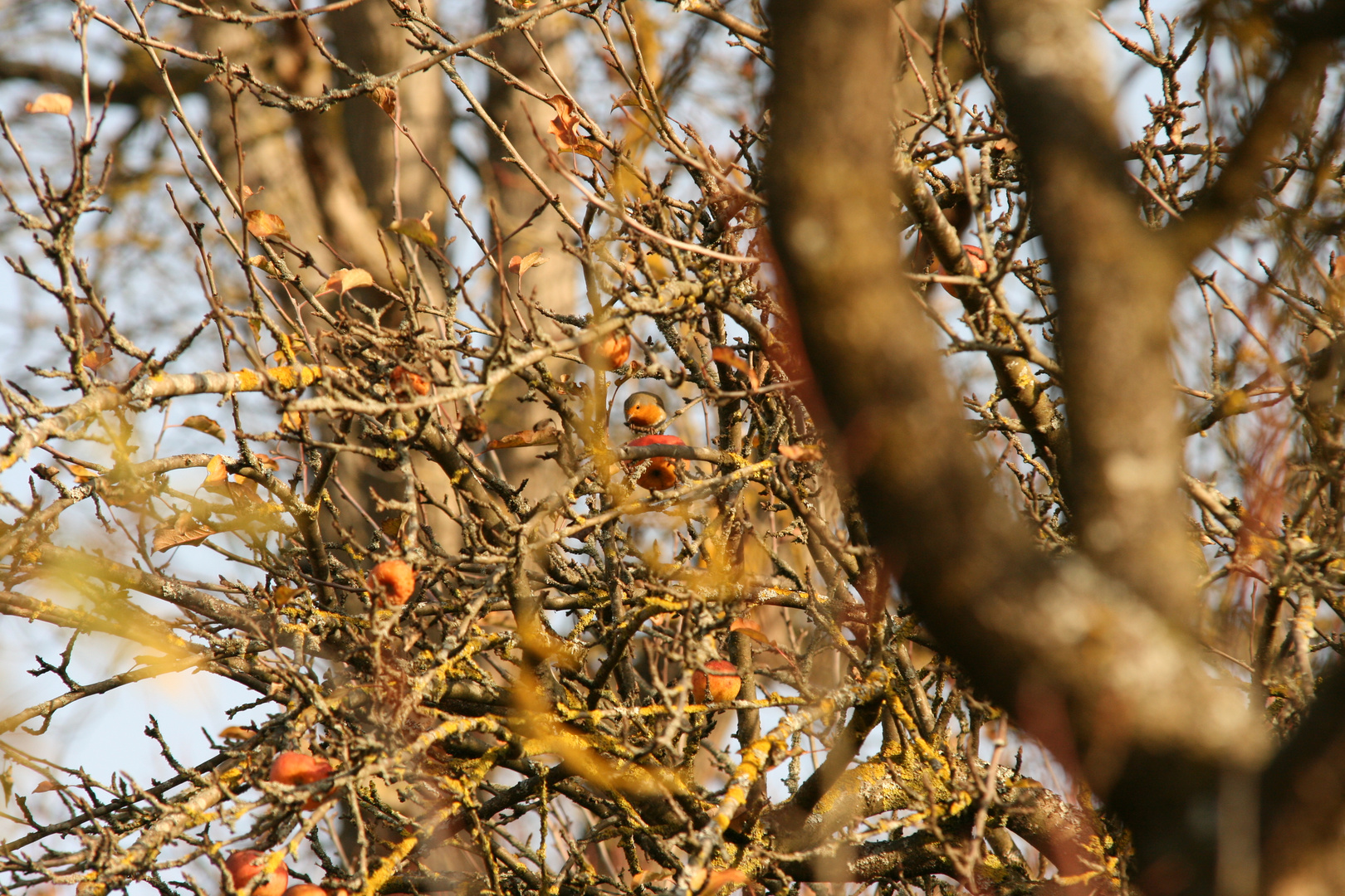 Suchbild - wo ist das Rotkehlchen ^ggg^