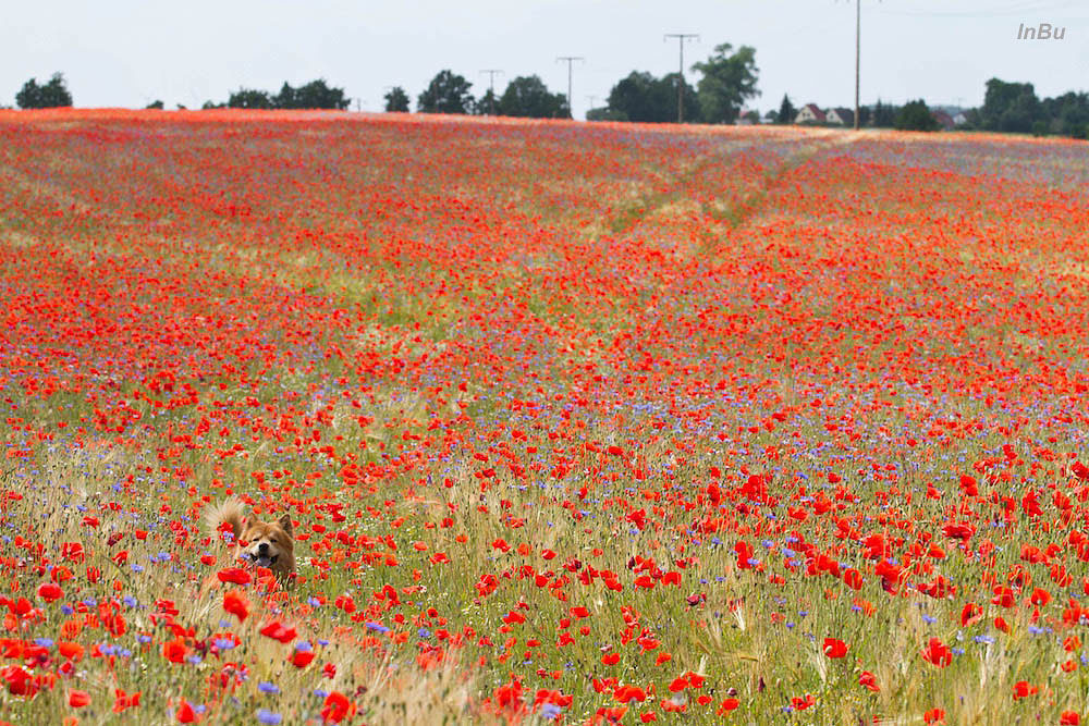 Suchbild - wo ist der Hund?