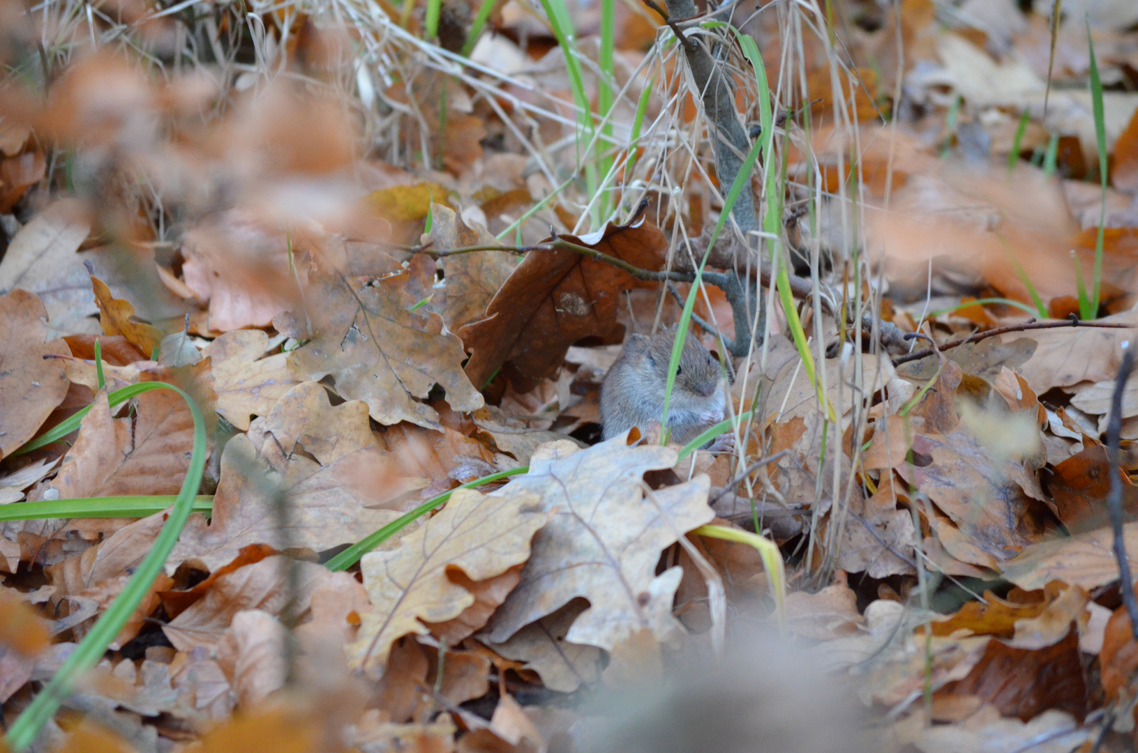 Suchbild : Wo ist die Maus :-)