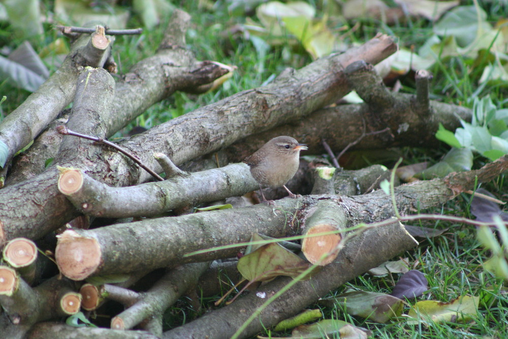 Suchbild - Zaunkönig