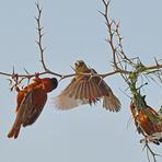 Suche Bauplatz - Webervögel