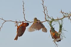 Suche Bauplatz - Webervögel