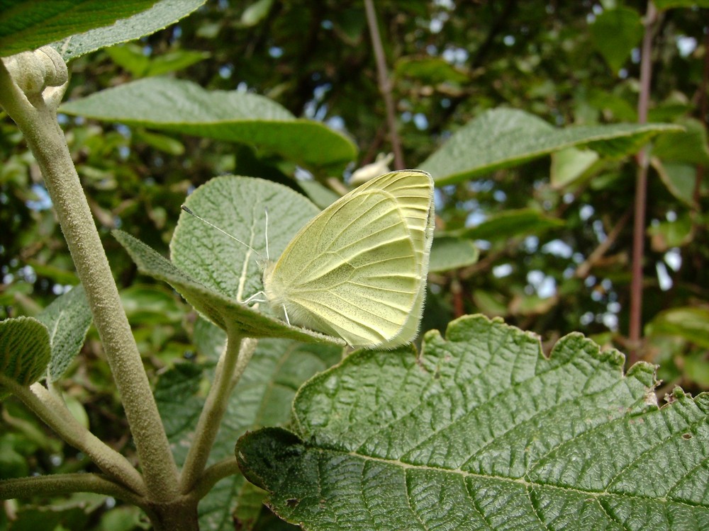 Suche den Schmetterling