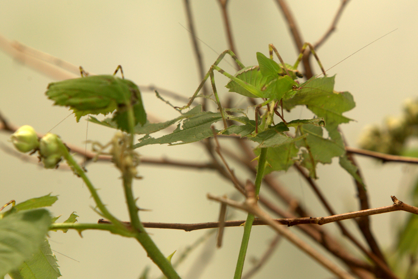 Suche die Insekten