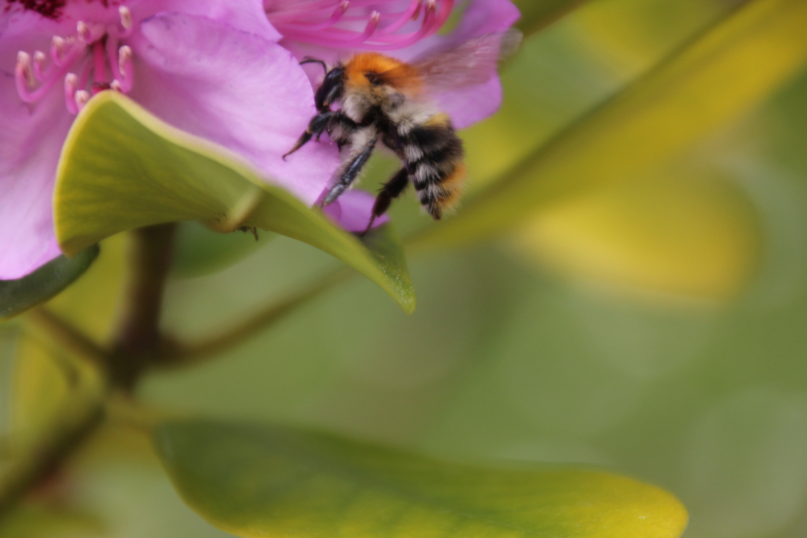 Suche in der Blüte...