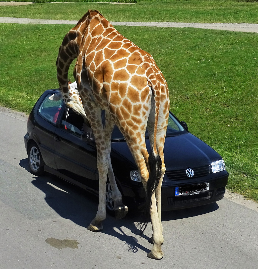 Suche Mitfahrgelegenheit