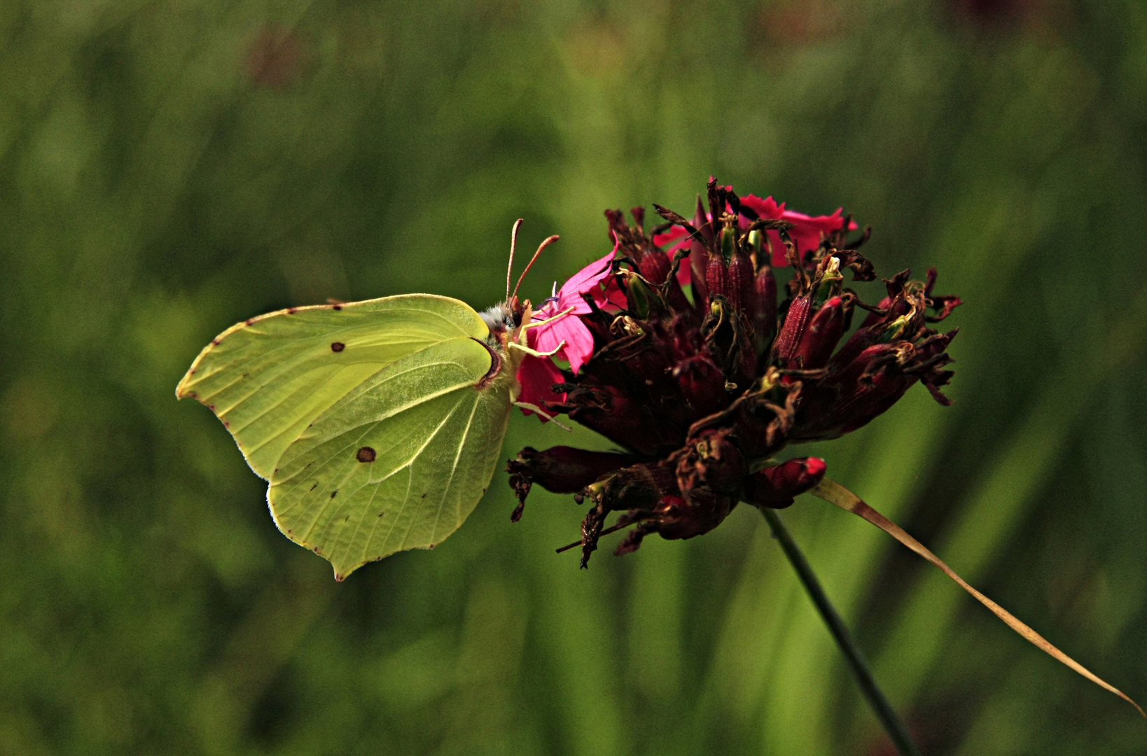 "Suche nach Blüten"