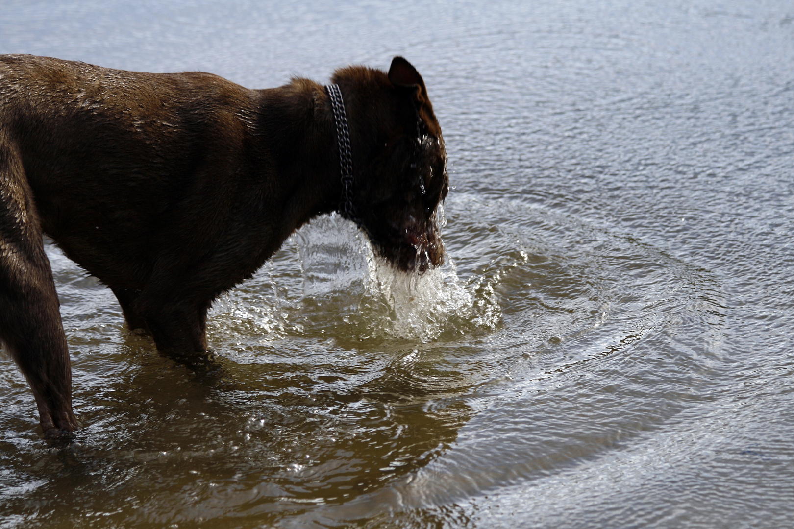 Suche nach dem Ball im Wasser....