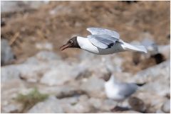 suche nach dem richtigen Nest