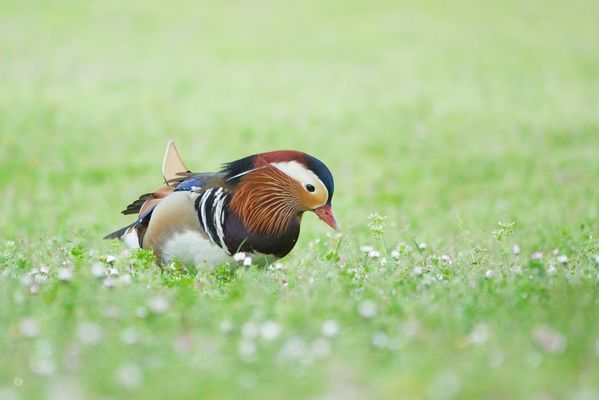Suche nach Futter auf der Blumenwiese