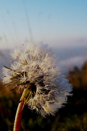 Suche Starthilfe, biete Fallschirmflug...