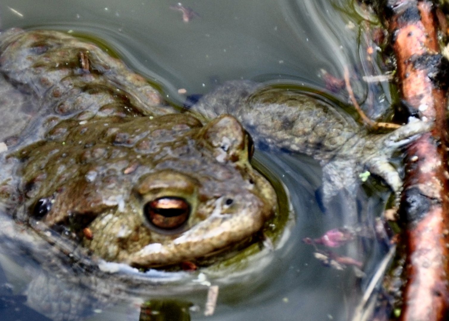 Suche...Frosch zwecks ausleben der Frühlingsgefühle....