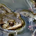 Suche...Frosch zwecks ausleben der Frühlingsgefühle....