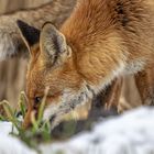 suchen im Schnee - looking in the snow