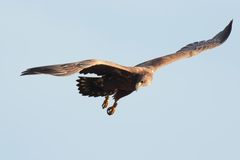 Suchender Blick - Seeadler