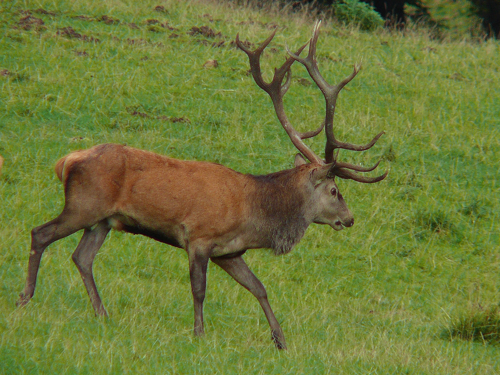 Suchender Hirsch