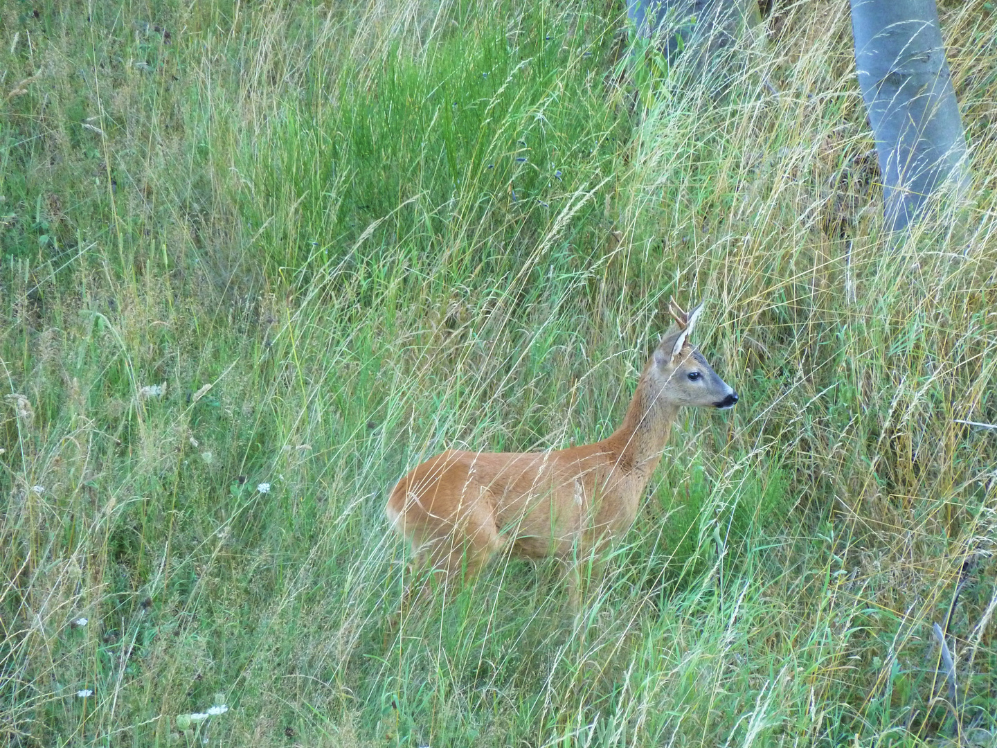 suchender Jährlingsbock