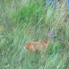 suchender Jährlingsbock