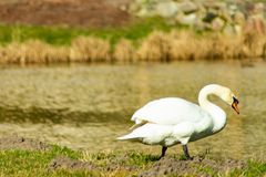 Suchender Schwan