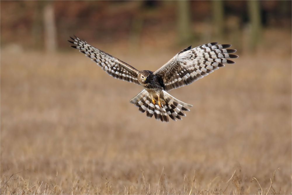 Suchflug der weiblichen Kornweihe 