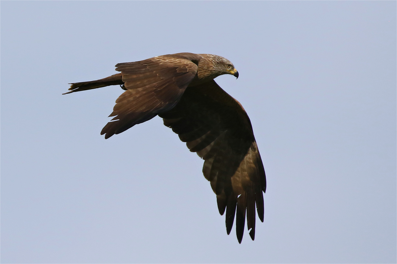 Suchflug - Schwarzer Milan  (Milvus migrans)