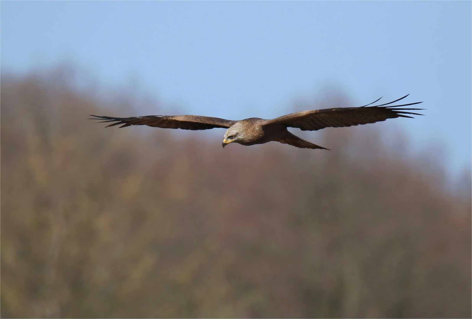 Suchflug - Schwarzer Milan -  (Milvus migrans) 