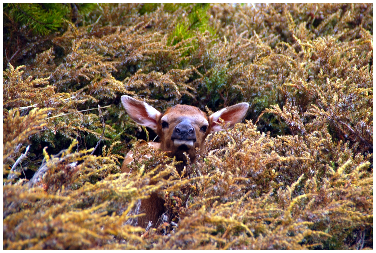 Suchspiel - wo bin ich!! Yellowstone NP