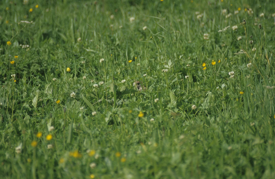 Suchspiel: Wo ist der Falke?