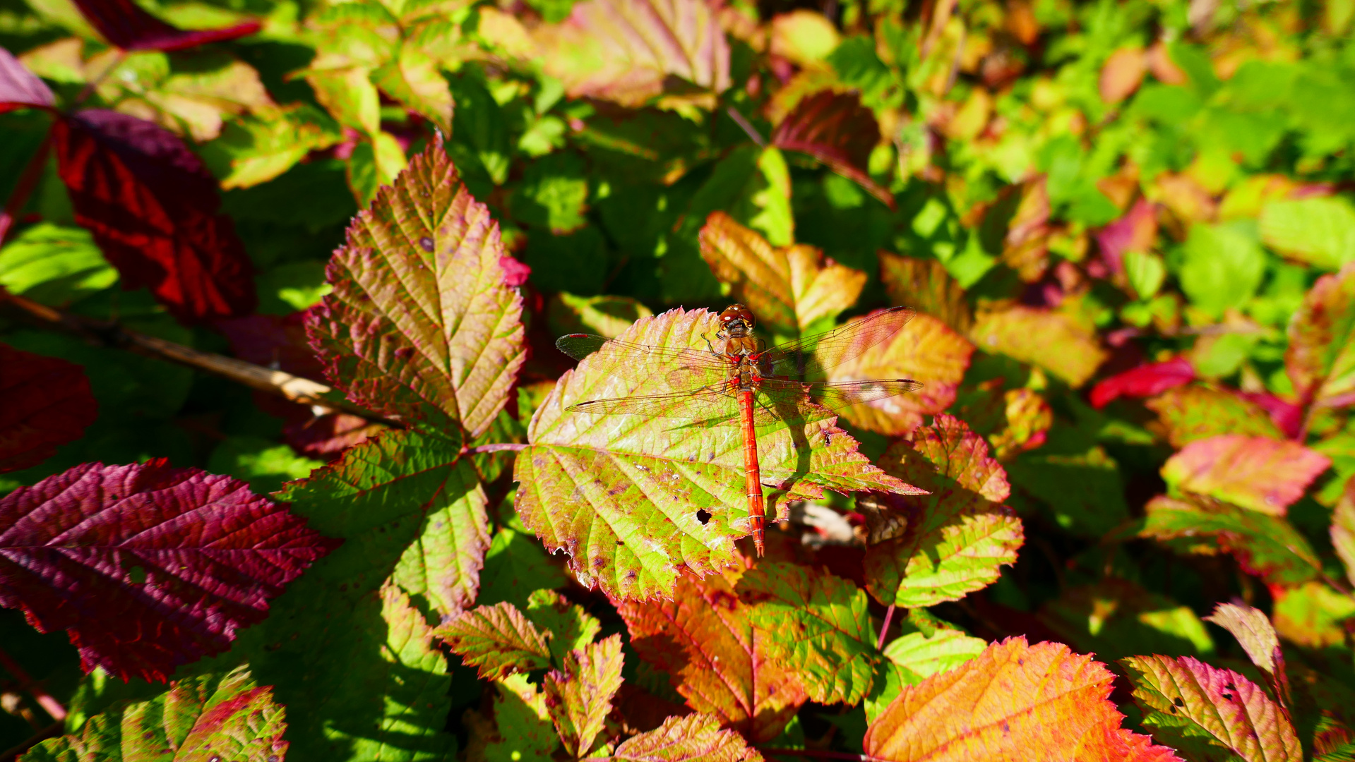 Suchspiel.....wenn der Herbst ins Lande zieht.....