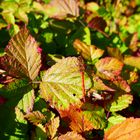 Suchspiel.....wenn der Herbst ins Lande zieht.....