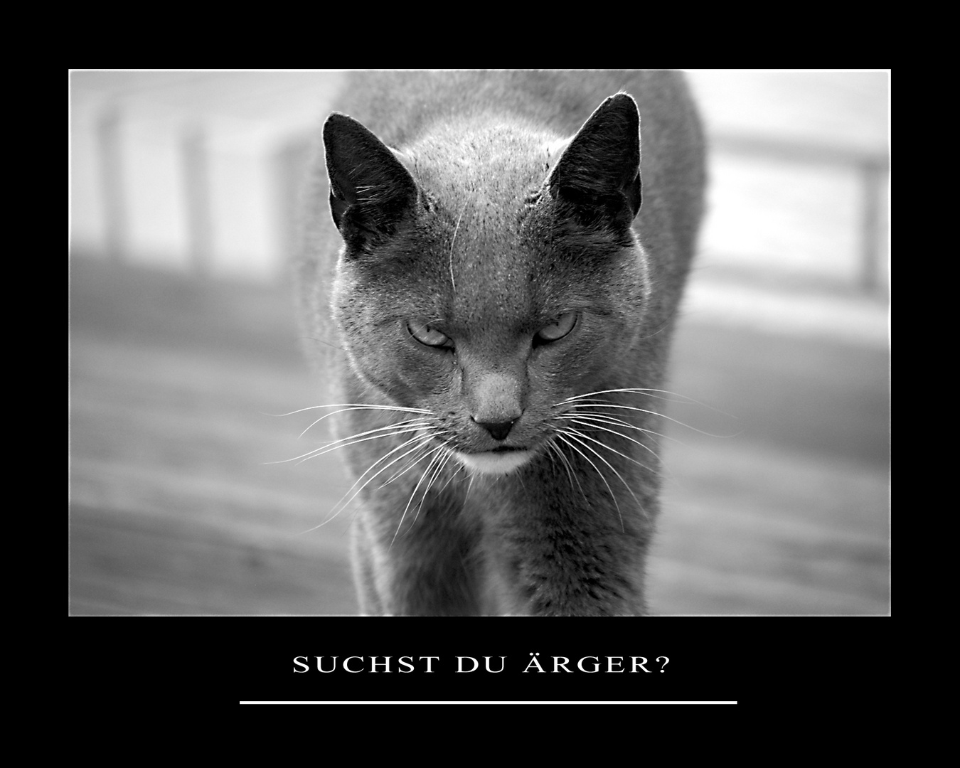 lustige bilder ärger Reviews