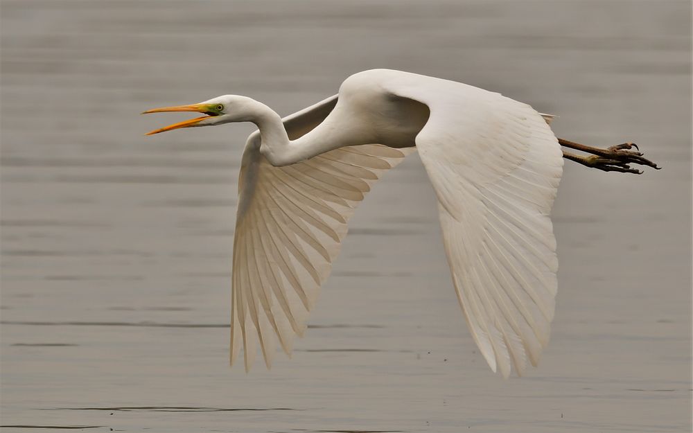 sucht Streit !?! Foto & Bild 25.4.2017, natur Bilder auf