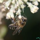 Suckling bee 004096 (cut)(Sh+)