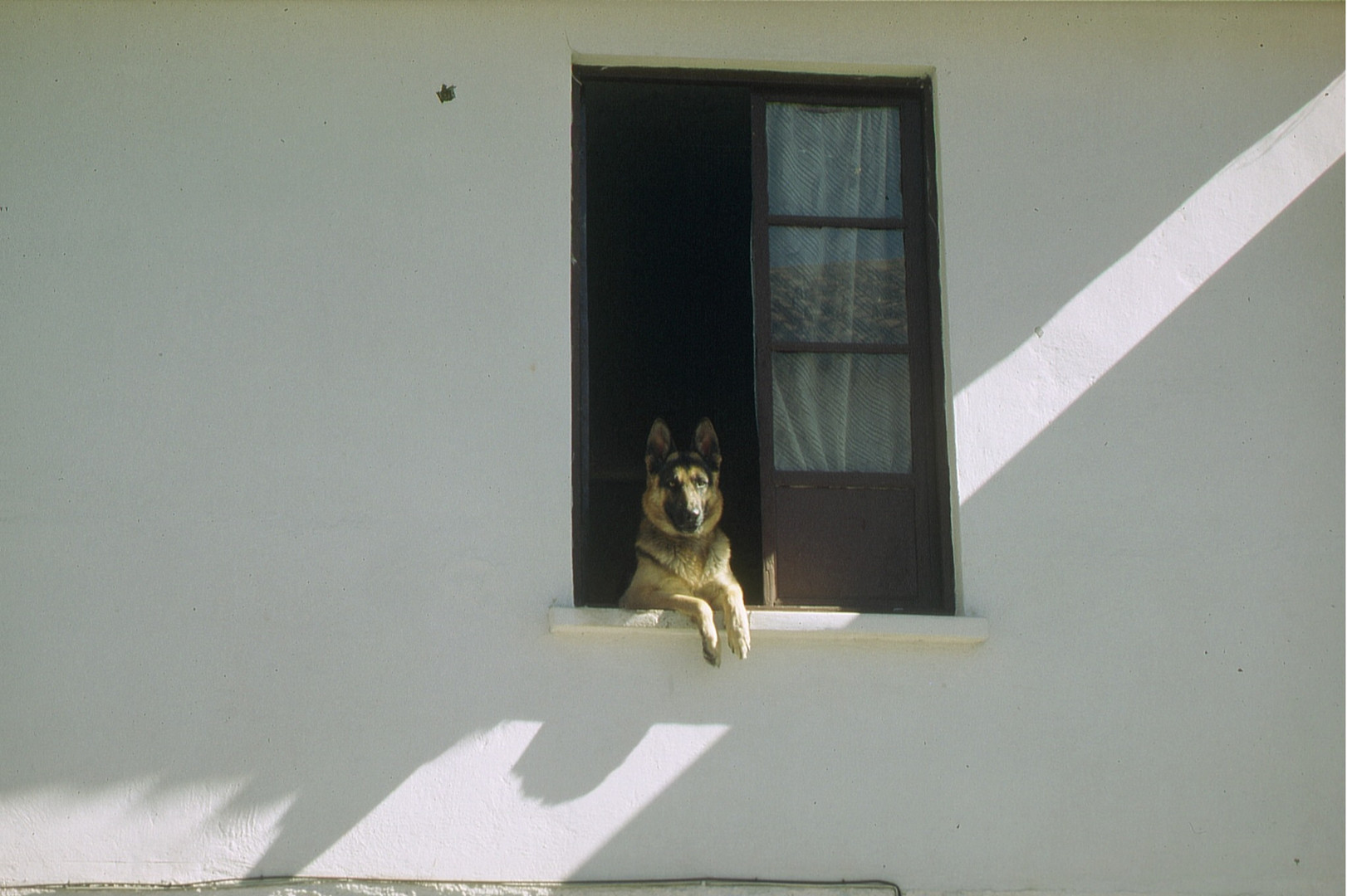 Sucre: Perro Pastor