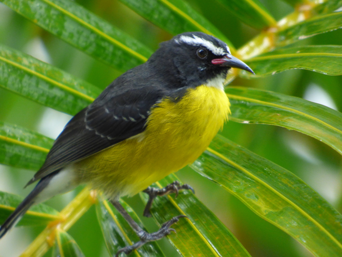 Sucrier des Antilles