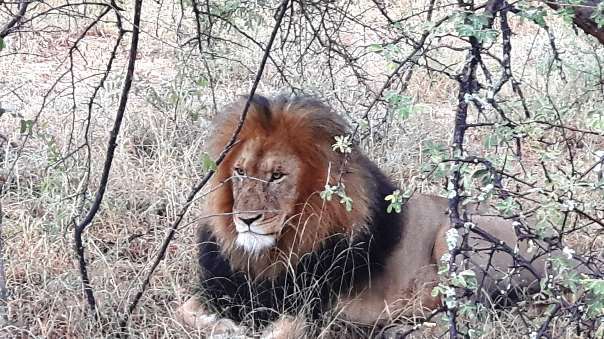 Sud Africa riserva Kruger