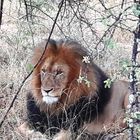 Sud Africa riserva Kruger