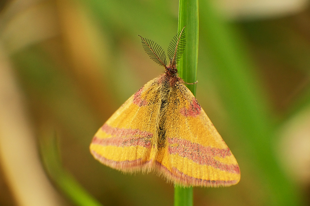 Sudamek szczawiak (Lythria cruentaria)