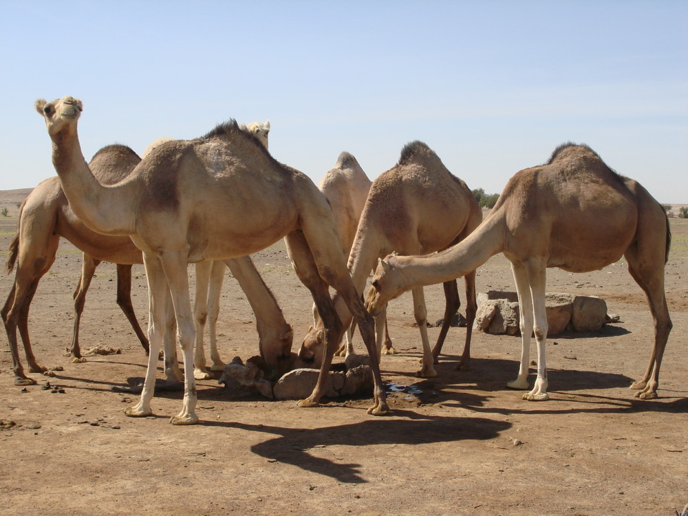 Sudan