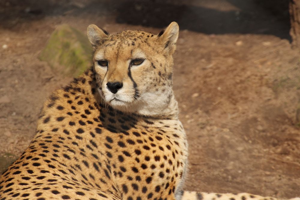 Sudan - Gepard