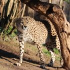 Sudan - Gepard 